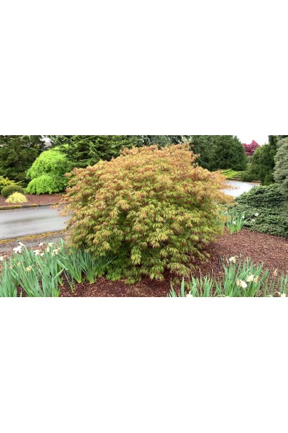 Клен псевдосібольдів Айс Драгон у ланшафті